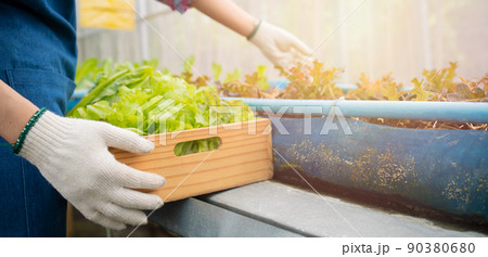 Portrait of happy Asian woman farmer holding basket of fresh vegetable salad in an organic farm in a greenhouse garden, Concept of agriculture organic for health, Vegan food and Small business. Portrait of happy Asian woman farmer holding basket of fresh vegetable salad in an organic farm in a greenhouse garden, Concept of agriculture organic for health, Vegan food and Small business. 90380680