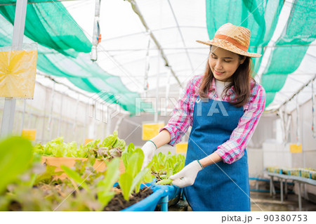 Woman farmer and checking fresh vegetable salad for finding pest in an organic farm in a greenhouse garden, Concept of agriculture organic for health, Vegan food and Small business. Woman farmer and checking fresh vegetable salad for finding pest in an organic farm in a greenhouse garden, Concept of agriculture organic for health, Vegan food and Small business. 90380753