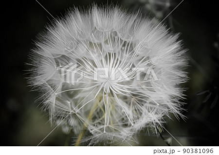 A large white ball of dandelion in hand against the sky. 90381096