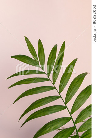 palm leaf with shadow  on a pink background 90382003