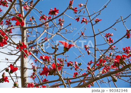 Beautiful red flowers on the tree Bombax Ceiba Blooms the Bombax Ceiba Lat. - Bombax ceiba or Cotton Tree 90382346