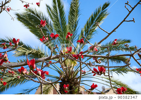 Beautiful red flowers on the tree Bombax Ceiba Blooms the Bombax Ceiba Lat. - Bombax ceiba or Cotton Tree 90382347