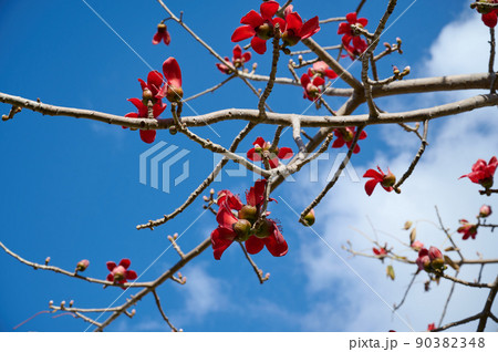 Beautiful red flowers on the tree Bombax Ceiba Blooms the Bombax Ceiba Lat. - Bombax ceiba or Cotton Tree 90382348