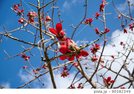 Beautiful red flowers on the tree Bombax Ceiba Blooms the Bombax Ceiba Lat. - Bombax ceiba or Cotton Tree Beautiful red flowers on the tree Bombax Ceiba Blooms the Bombax Ceiba Lat. - Bombax ceiba or Cotton Tree 90382349