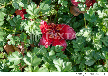 Fallen in the grass red flowers from the tree Bombax Ceiba Blooms the Bombax Ceiba Lat. - Bombax ceiba or Cotton Tree 90382381