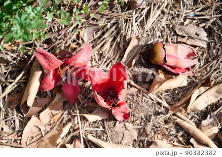 Fallen in the grass red flowers from the tree Bombax Ceiba Blooms the Bombax Ceiba Lat. - Bombax ceiba or Cotton Tree 90382382
