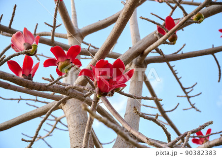 Beautiful red flowers on the tree Bombax Ceiba Blooms the Bombax Ceiba Lat. - Bombax ceiba or Cotton Tree Beautiful red flowers on the tree Bombax Ceiba Blooms the Bombax Ceiba Lat. - Bombax ceiba or Cotton Tree 90382383