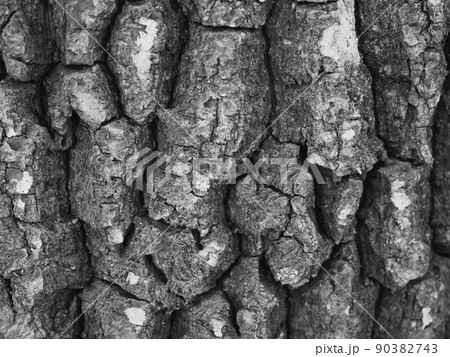 Texture of tree bark, macrophoto. Full-frame image of tree bark, background. Black and white 90382743