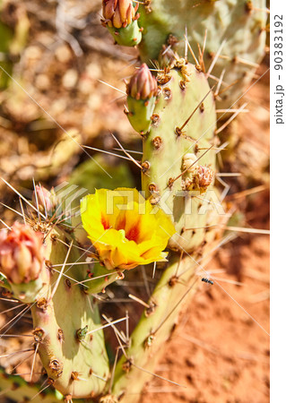 Small yellow cactus blower among the thorns of a cactus pad 90383192
