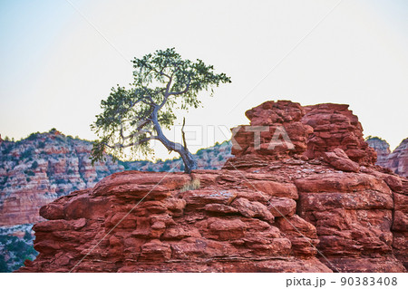 Scrubby savanna tree on an orange rocky outcropping Scrubby savanna tree on an orange rocky outcropping 90383408