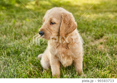 Cute Labradoodle puppy sitting in grass 90383713