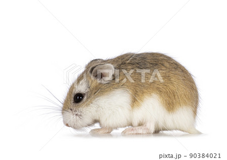 Roborovski hamster on white background 90384021