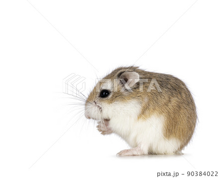 Roborovski hamster on white background 90384022