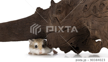 Roborovski hamster on white background 90384023