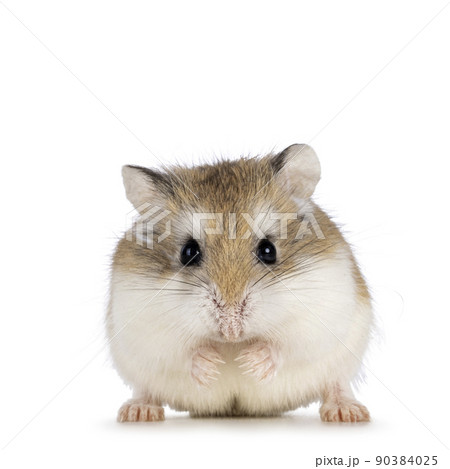 Roborovski hamster on white background 90384025