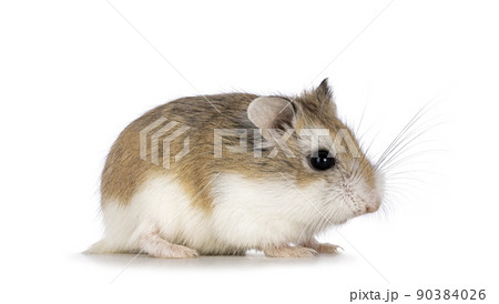 Roborovski hamster on white background Roborovski hamster on white background 90384026