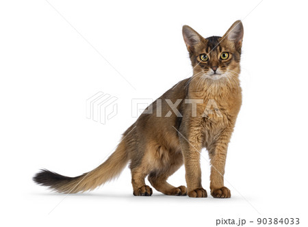 Somali cat on white background 90384033