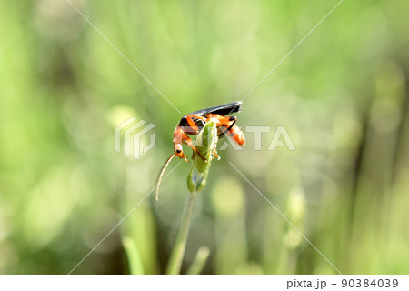 Beetle firefighter side view on the grass. Beetle firefighter side view on the grass. 90384039