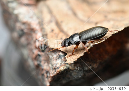 Hrushchak is a small black beetle living in the garden. Hrushchak is a small black beetle living in the garden. 90384059