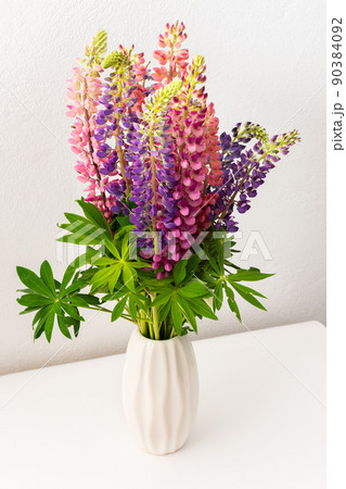 Lupinus in a white vase 90384092