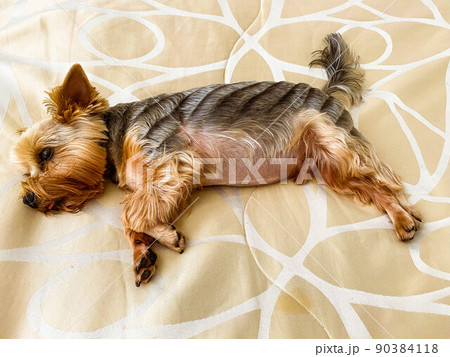 a small dog lies on the bed. yorkshire terrier stuck out his tongue from his mouth. dog with brown eyes trimmed by a groomer, big black nose and fat belly 90384118