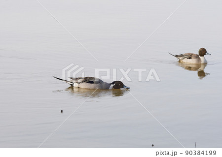北海道の春に訪れるオナガガモのオス 90384199