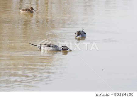 北海道の春に訪れるオナガガモ 北海道の春に訪れるオナガガモ 90384200