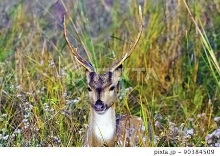 Portrait of young male chital or cheetal 90384509