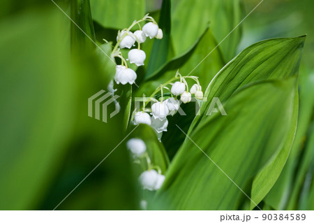 Lily of the valley in bloom, close up photo Lily of the valley in bloom, close up photo 90384589