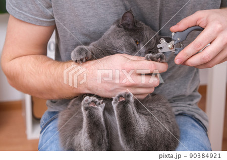 A man cuts the claws of young gray cat with a claw A man cuts the claws of young gray cat with a claw 90384921