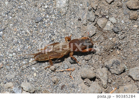 オケラのアップ 90385284