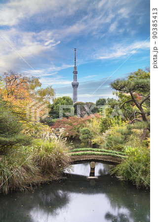[東京・東向島] 秋の向島百花園の池を渡る木製橋と東京スカイツリーの風景。 90385413