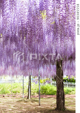 霧島市和気神社の藤の花 90385558