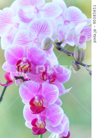ミニ胡蝶蘭 2種類 ピンク系の花 ラン 緑の自然背景の写真素材