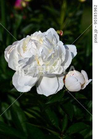 芍薬（シャクヤク） 90385962