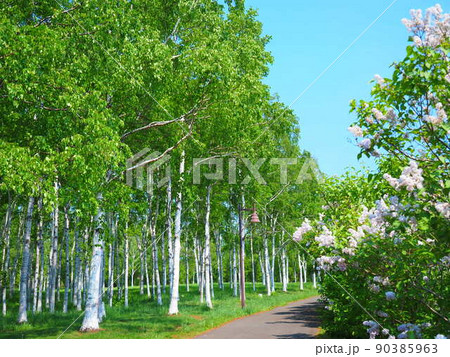 北海道の絶景 初夏の前田森林公園白樺並木 90385963