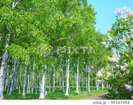 北海道の絶景 初夏の前田森林公園白樺並木 北海道の絶景 初夏の前田森林公園白樺並木 90385968
