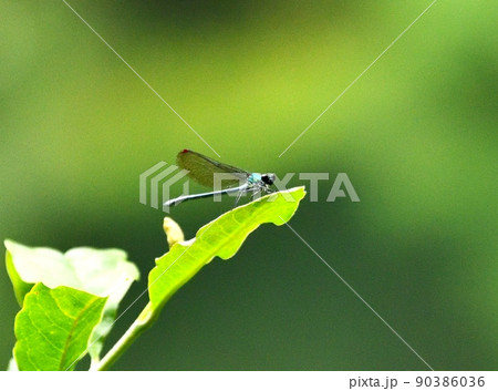 イトトンボ 90386036