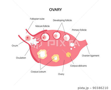 Ovary anatomy poster 90386210