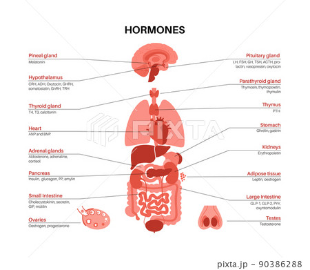 Hormones in human body 90386288