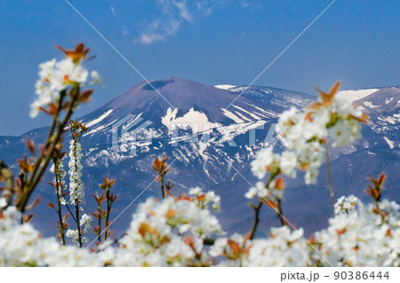 福島吾妻小富士の雪うさぎと梨の花の写真素材 [90386444] - PIXTA