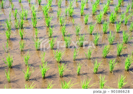 田んぼの稲 イメージ 田んぼの稲 イメージ 90386628