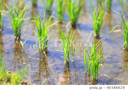 田んぼの稲 イメージ 田んぼの稲 イメージ 90386629