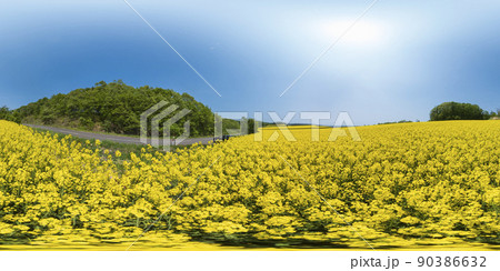 北海道 安平町の菜の花畑（360°VR素材） 90386632