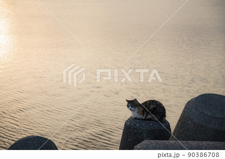 沖縄の海辺、テトラポッドに佇む猫 沖縄の海辺、テトラポッドに佇む猫 90386708