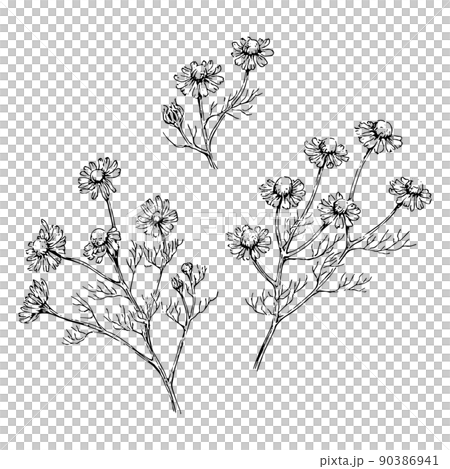 洋甘菊手繪插圖集 洋甘菊手繪插圖集 90386941