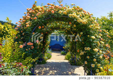 バラ色アーチと青いベンチ 90387010