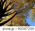 黄色く色づいた紅葉 90387200