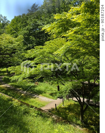 新緑輝く森の公園 新緑輝く森の公園 90387204