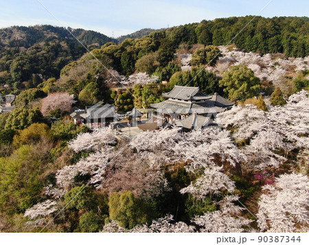 大津市の長等山中腹の桜に囲まれた三井寺の空撮 大津市の長等山中腹の桜に囲まれた三井寺の空撮 90387344